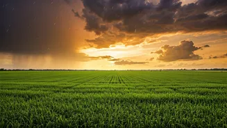 How Rain Shapes India's Agriculture