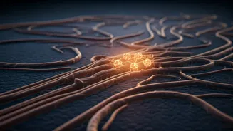 How Waterless Fasting Resets Complex Human Metabolic Systems Naturally