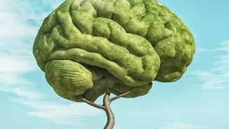 A 62-Person Study Explores How Caffeinated And Decaf Coffee Affect The Brain