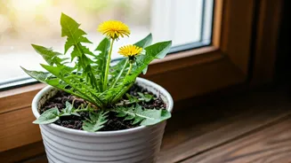 Cultivating Your Own Salad Greens: A Simple Guide to Growing Dandelions Indoors