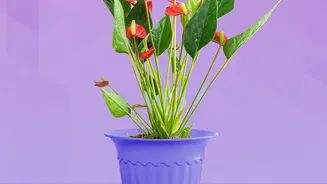 Latest Research Encourages Smarter Expectations From Indoor Plants