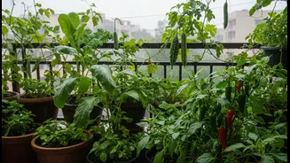 Monsoon Balcony Micro-Gardens Is Reshaping Discussion around Greens, Gourds, Chillies and Herbs, but People Must Manage Drainage, Sunlight and Pot ...