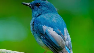 The New South Andaman Birding Trail Gives Rain Readiness More Weight in the Decision