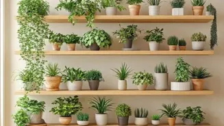 This is how you can declutter plant shelves