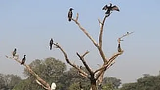 MP News: State Leads National Flock In Avian Participation