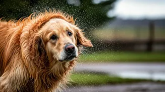 Dog Grooming Gets Real When Rainy Season Hits