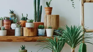 Scientists Encourage A Balanced View Of Indoor Plant Benefits