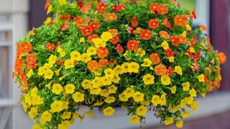 Why Low-Maintenance Flowers Are The Smart Choice For Monsoon Balcony Gardens
