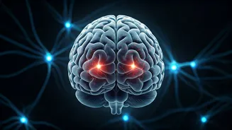 Beyond Muscles: How Exercise Rewires Your Brain for Enhanced Endurance