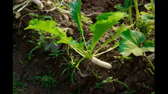 Water-Saving Tips for Indian Gardens and Lawns