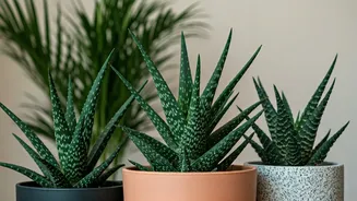 8 Houseplants to Invite Calm & Good Vibes