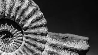 38-Million-Year-Old Marine Fossils Found In Ladakh Makes Eocene Environment Worth A Closer Look