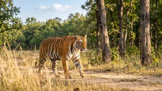 Sightings are never guaranteed Gives India's safari options range from tiger reserves to leopard and elephant landscapes A Clearer Reader Angle