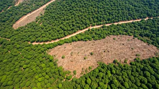 Gurgaon's Forests Threatened: Urban Growth Impacts