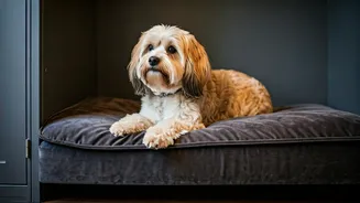 Luxury Animal Boarding Rises During Rainy Season Now
