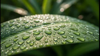 India: The Growing Relevance of UV Exposure, Lightweight SPF and Humid-Weather Skincare