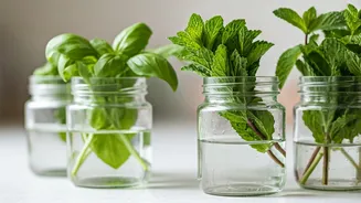 Propagate Garden Fresh Herbs Inside Plain Glasses For Kitchen Countertops