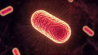 Unlocking Long COVID Secrets: The Tiny Bacterium Holding the Key to Recovery