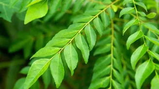 How to care for your curry leaf plant