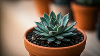 Avoid Succulent Root Rot By Pausing All Watering This Month