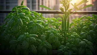Basil And Okra Bring Food To Balconies