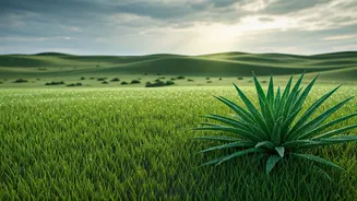 Monsoon Jaisalmer Is The Smart Rajasthan Plan