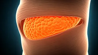 Melt Visceral Fat: The Easiest Diet Explained for 14% Reduction