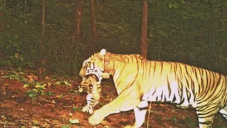 Tigress Zeenat gives birth to 4 cubs in Odisha's Similipal, boosting tiger conservation