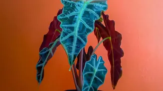 For New Houseplant Quarantine, Check Leaf Checks And A Separate Start
