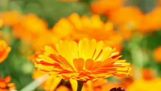 Why October Gardening Focuses On Bright Autumn Flowers Like Chrysanthemums And Marigolds Today