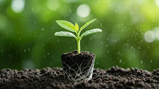 Monsoon Humidity Helps Plants Settle Better