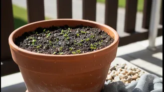 Small Balcony Drainage Fixes Can Make A Big Difference For Plant Health