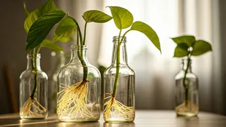 Upcycle Clear Glass Bottles Into Money Plant Water Propagation Vessels