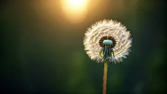 Embrace an Undefended Heart: Tara Brach's Path to Daily Wonder and Gratitude