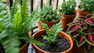 Balcony Pots Love These Rainy-Season Plants