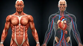 The Gorgeous Fitness Longevity Debate Explained Simply Now