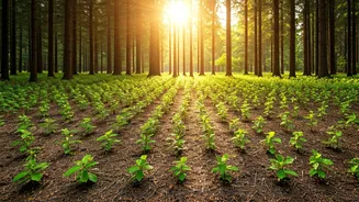 Juhi Chawla's Heartfelt Gesture: Planting 1,000 Trees