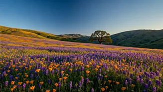 Unlocking California's Super Bloom: Your 2026 Guide to Wildflower Hotspots & Camping