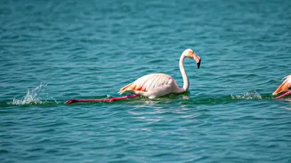 Beyond the Wading: Unveiling the Surprising Swimming Prowess of Flamingos