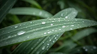 Fungus Becomes A Real Rainy-Season Plant Problem