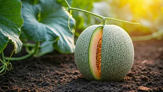 Grow Your Own Sweet Muskmelons This Summer: A Simple Home Gardening Guide