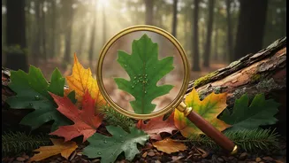 Compare Species Traits Instead Of Tree Size Alone Can Help Climate Readers, Ecologists And Students Avoid Common Mistakes