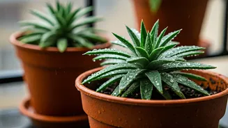 Easy Pot Gardening Tips For Rainy Days
