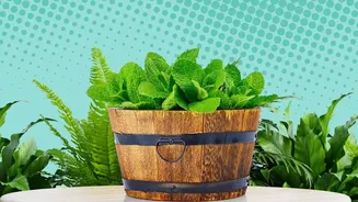 Urban Balcony Herb Garden Blueprint: Grow Fresh Basil Mint Curry Leaves