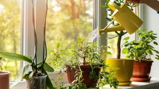5 ways gardening can boost your mood