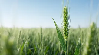 Farmers In Punjab And Maharashtra Save Harvests Using Low-Cost AI Smartphone Tools