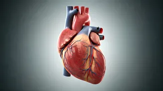 7 Heart-Healthy Exercises for Everyday Fitness