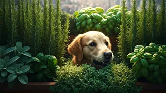 Terraces Turn Into Green Zones Where Dogs Graze Safe Herbs