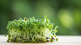 Unlock Your Wellness: The Astonishing Power of Chia Sprouts for a Healthier You!