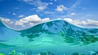 Why Thermally Resilient Coral Nurseries Help Restore Damaged Reef Ecosystems Around The World